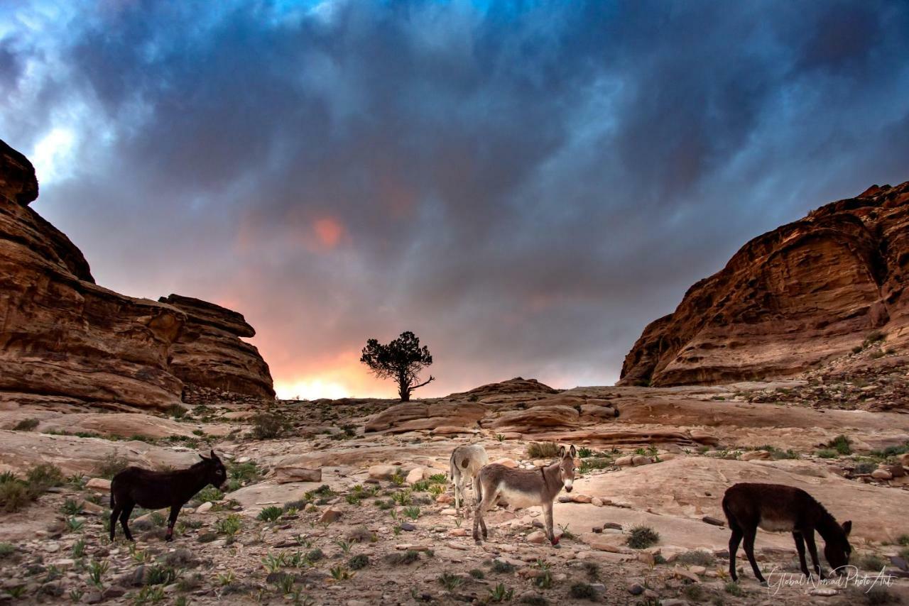 Bedouin Pink Ecohouse Bed and Breakfast Ουάντι Μούσα Εξωτερικό φωτογραφία